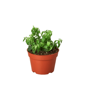 1 Succulent Monthly Subscription Box