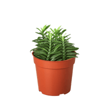 Load image into Gallery viewer, 1 Succulent Monthly Subscription Box