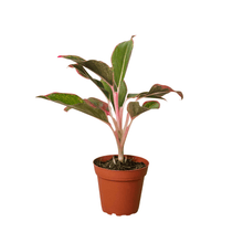 Load image into Gallery viewer, Chinese Evergreen &#39;Red Siam&#39;