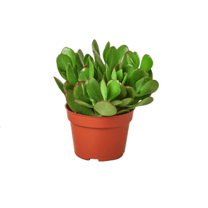1 Succulent Monthly Subscription Box