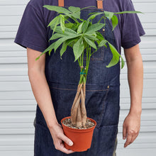 Load image into Gallery viewer, Money Tree &#39;Guiana Chestnut&#39; Pachira Braid - 6&quot; Pot - NURSERY POT ONLY