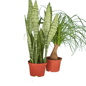 2 - 6" Indoor Plants Premium Subscription box