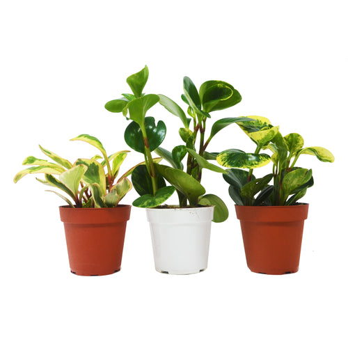 3 Different Peperomia Plants in 4