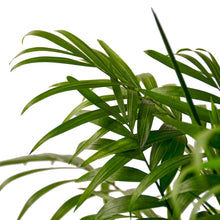 Load image into Gallery viewer, Parlor Palm