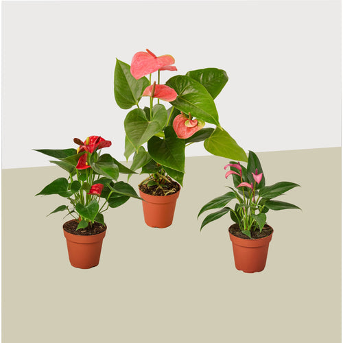 3 Anthurium Variety Pack- All Different Colors - 4