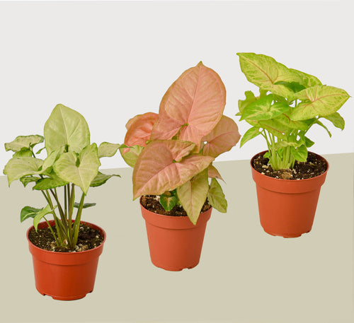 3 Different Syngonium Plants - Arrowhead Plants / 4