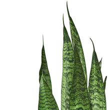 Load image into Gallery viewer, 2 Snake (Sansevieria) Plant Variety Pack - 6&quot; Pot