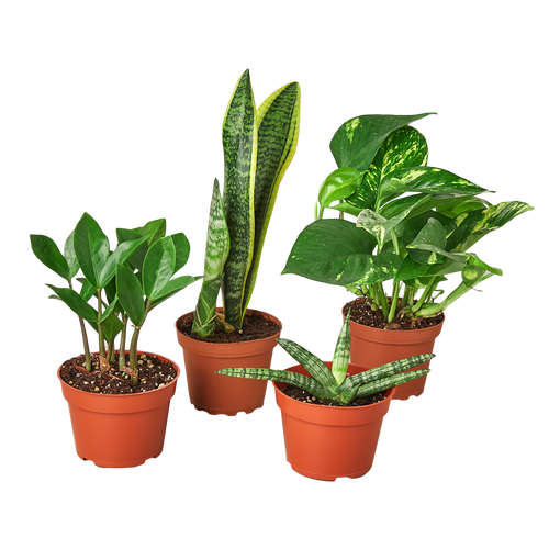 Easy Care Variety Bundle
