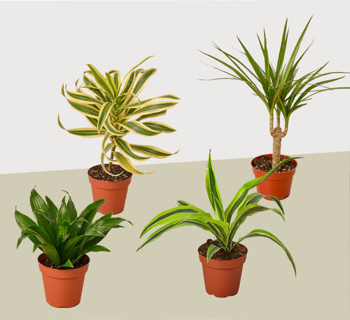 4 Different Dracaenas Variety Pack - Live House Plant - FREE Care Guide - 4