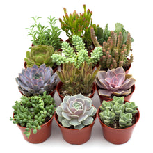 Load image into Gallery viewer, Assorted Succulent Variety