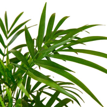 Load image into Gallery viewer, Parlor Palm