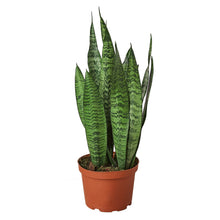 Load image into Gallery viewer, 2 Snake (Sansevieria) Plant Variety Pack - 6&quot; Pot