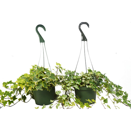 2 English Ivy Variety Pack - FREE Care Guide - 6