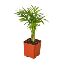 Load image into Gallery viewer, Parlor Palm