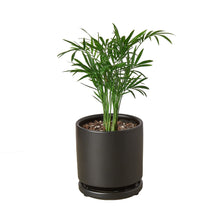Load image into Gallery viewer, Parlor Palm
