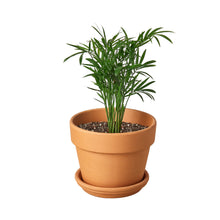 Load image into Gallery viewer, Parlor Palm