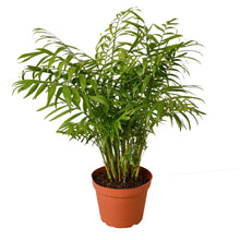 Load image into Gallery viewer, Parlor Palm