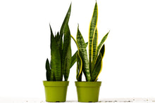 Load image into Gallery viewer, 2 Snake (Sansevieria) Plant Variety Pack - 6&quot; Pot