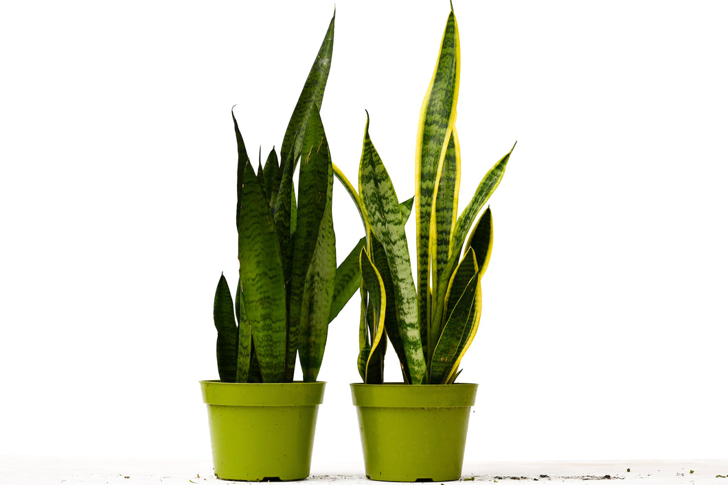 2 Snake (Sansevieria) Plant Variety Pack - 6
