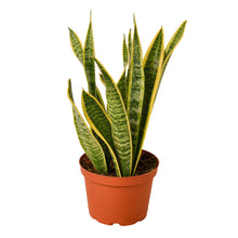 Load image into Gallery viewer, 2 Snake (Sansevieria) Plant Variety Pack - 6&quot; Pot