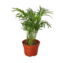 Load image into Gallery viewer, Parlor Palm